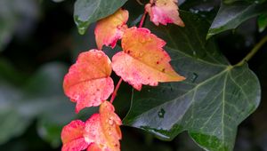 Preview wallpaper leaves, plants, drops, autumn