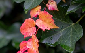 Preview wallpaper leaves, plants, drops, autumn