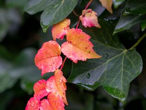 Preview wallpaper leaves, plants, drops, autumn