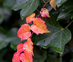 Preview wallpaper leaves, plants, drops, autumn