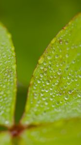 Preview wallpaper leaves, plants, drops, macro, moisture