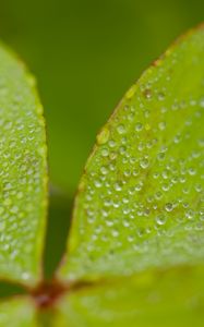 Preview wallpaper leaves, plants, drops, macro, moisture