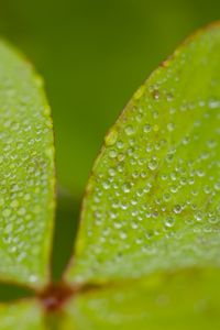 Preview wallpaper leaves, plants, drops, macro, moisture