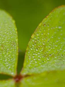 Preview wallpaper leaves, plants, drops, macro, moisture