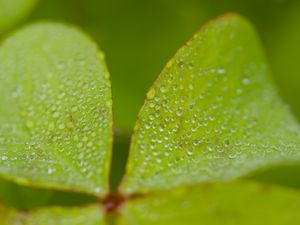 Preview wallpaper leaves, plants, drops, macro, moisture