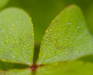 Preview wallpaper leaves, plants, drops, macro, moisture