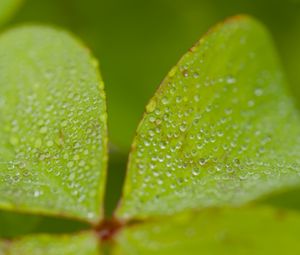 Preview wallpaper leaves, plants, drops, macro, moisture