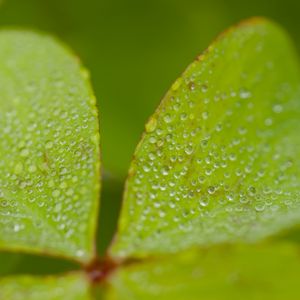 Preview wallpaper leaves, plants, drops, macro, moisture