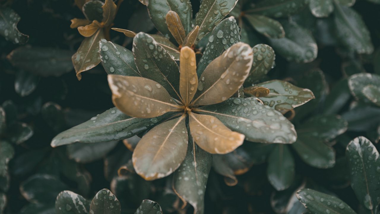 Wallpaper leaves, plants, drops, dew, moisture, macro