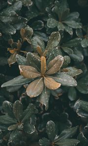 Preview wallpaper leaves, plants, drops, dew, moisture, macro