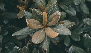 Preview wallpaper leaves, plants, drops, dew, moisture, macro