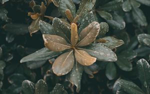 Preview wallpaper leaves, plants, drops, dew, moisture, macro