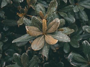 Preview wallpaper leaves, plants, drops, dew, moisture, macro