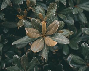 Preview wallpaper leaves, plants, drops, dew, moisture, macro