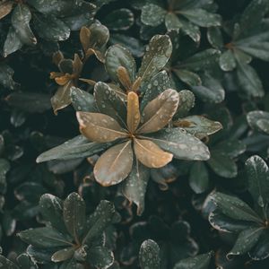 Preview wallpaper leaves, plants, drops, dew, moisture, macro