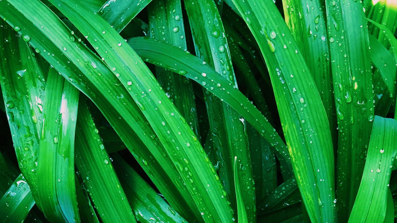 Wallpaper leaves, plants, drops, water
