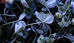 Preview wallpaper leaves, plants, frost, macro