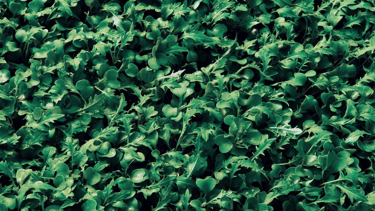 Wallpaper leaves, plants, grass, green