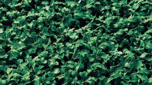 Preview wallpaper leaves, plants, grass, green