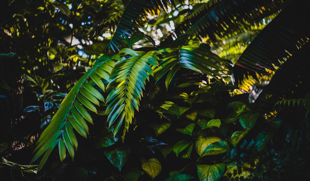 1024x600 Wallpaper leaves, plants, green, dark