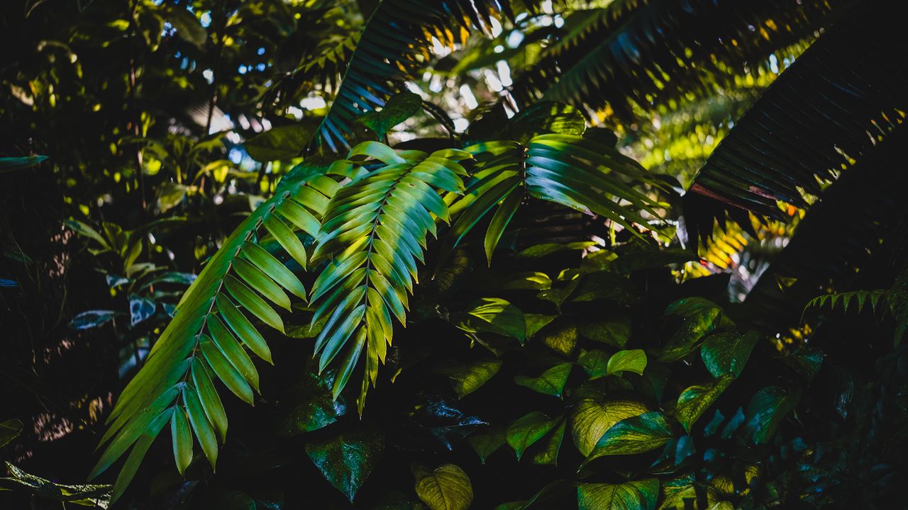 Wallpaper leaves, plants, green, dark