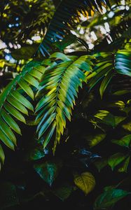 Preview wallpaper leaves, plants, green, dark