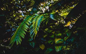Preview wallpaper leaves, plants, green, dark