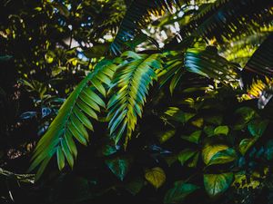 Preview wallpaper leaves, plants, green, dark