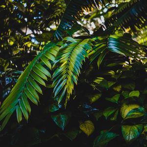 Preview wallpaper leaves, plants, green, dark