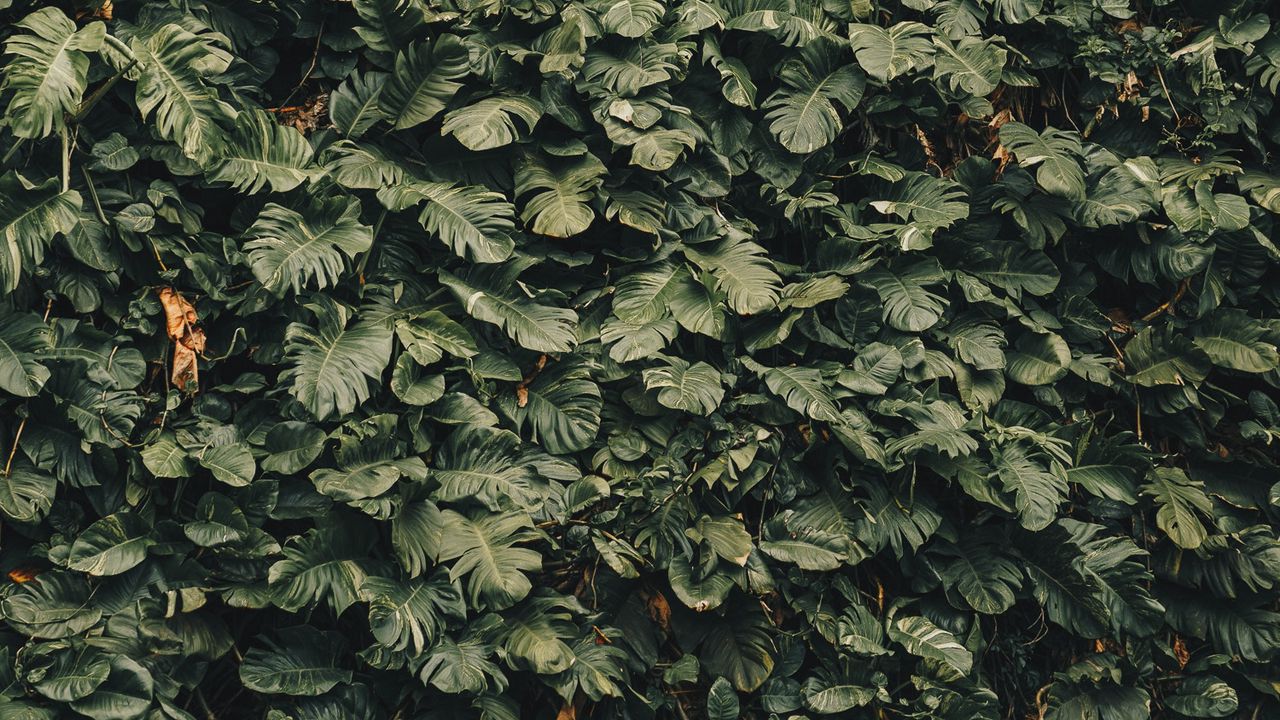 Wallpaper leaves, plants, green