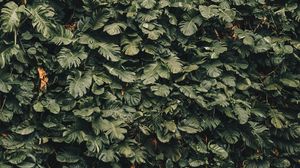 Preview wallpaper leaves, plants, green