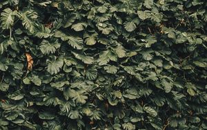 Preview wallpaper leaves, plants, green