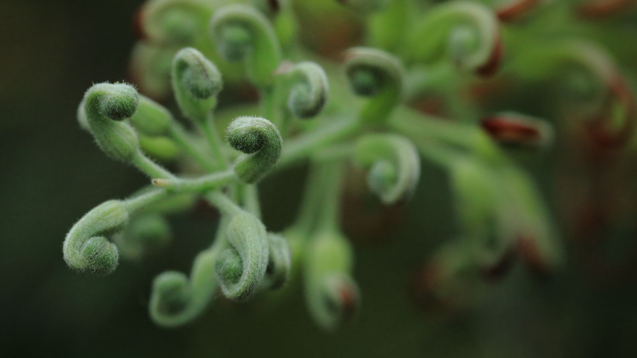 Wallpaper leaves, plants, green, macro, blur