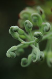 Preview wallpaper leaves, plants, green, macro, blur