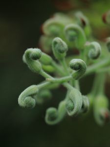 Preview wallpaper leaves, plants, green, macro, blur