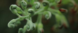 Preview wallpaper leaves, plants, green, macro, blur