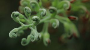 Preview wallpaper leaves, plants, green, macro, blur