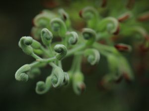 Preview wallpaper leaves, plants, green, macro, blur