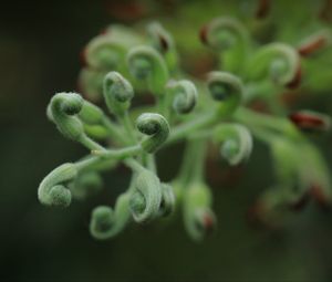 Preview wallpaper leaves, plants, green, macro, blur