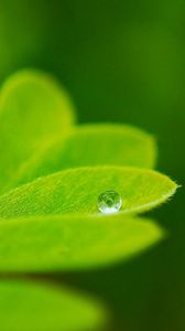 Preview wallpaper leaves, plants, greenery, background