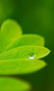 Preview wallpaper leaves, plants, greenery, background