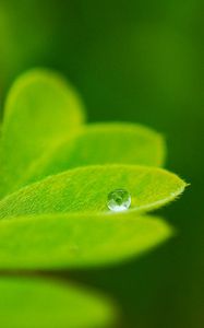 Preview wallpaper leaves, plants, greenery, background