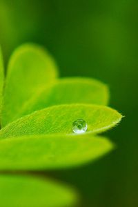 Preview wallpaper leaves, plants, greenery, background