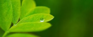 Preview wallpaper leaves, plants, greenery, background