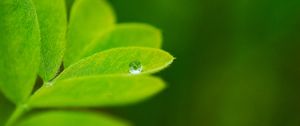 Preview wallpaper leaves, plants, greenery, background