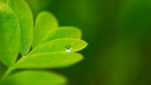 Preview wallpaper leaves, plants, greenery, background