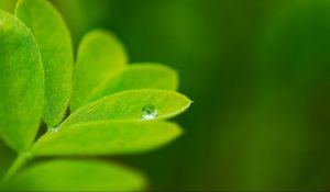 Preview wallpaper leaves, plants, greenery, background