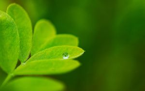 Preview wallpaper leaves, plants, greenery, background