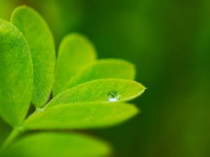 Preview wallpaper leaves, plants, greenery, background