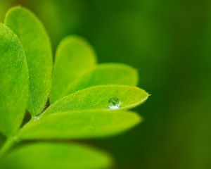 Preview wallpaper leaves, plants, greenery, background